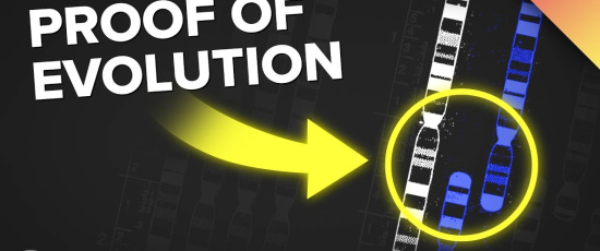 Det finns bevis för evolution gömda i ditt DNA