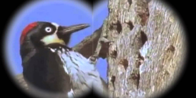 Varför hackspettar inte får ont i huvudet