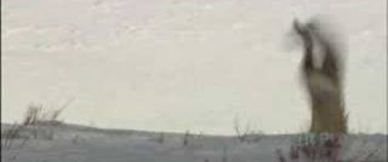 Vinter i Yellowstone