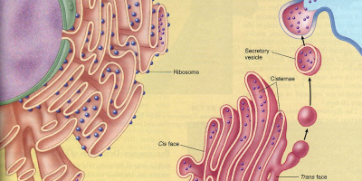 Årets Nobelpris i Fysiologi/Medicin 2013