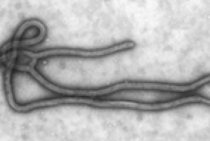Nytt ebola-vaccin 100% effektivt i apor