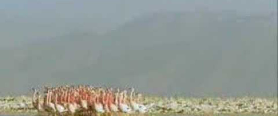 Flamingornas dans