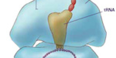 Årets Nobelpris i Kemi 2009