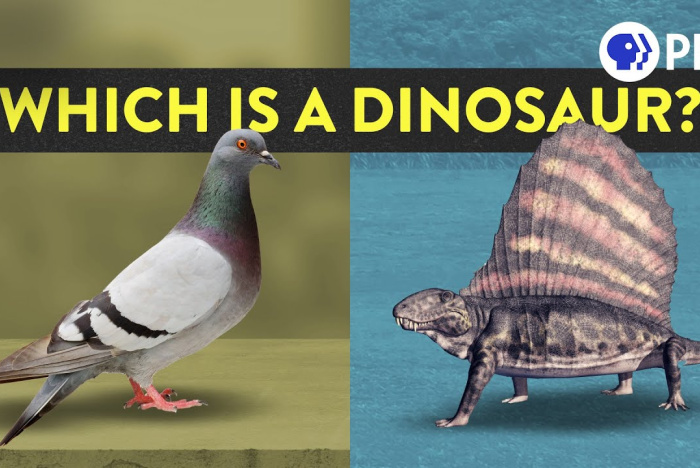 Vad är en dinosaurie och vad är inte en dinosaurie?