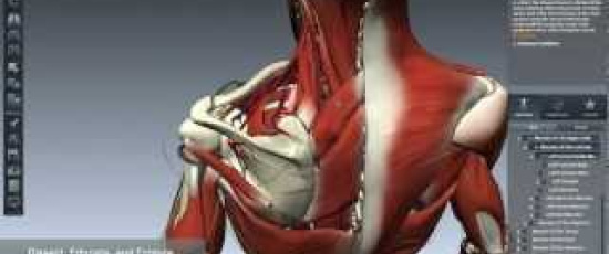 Tips: BioDigital Human – Explore the Human Body in 3D!