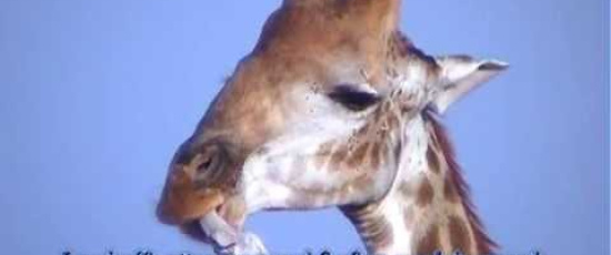 Varför äter giraffer ben?
