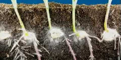 Time-lapse av majsgroddar