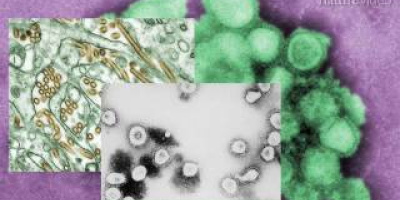 På virusjakt i Kamerun