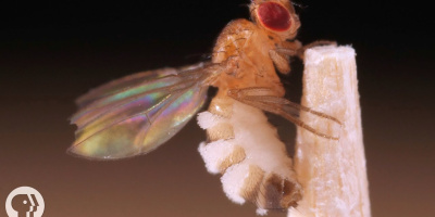 Mördarsvampen som förvandlar bananflugor till zombies