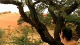 Grottmänniskornas tid del 3: Vildsint familj
