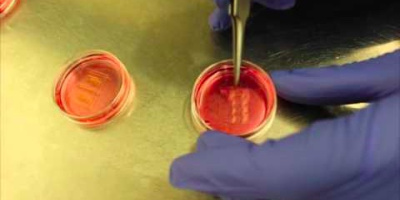 Se hur små vävnadsbaserade robotar rör sig med hjälp av ljus