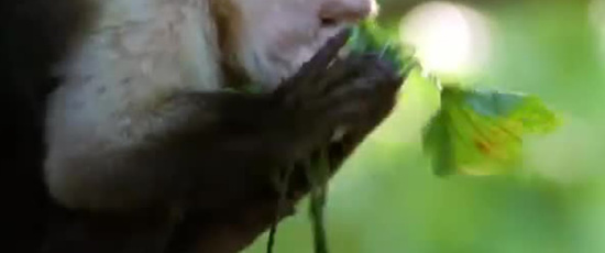 Apornas insektsmedel