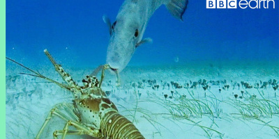 Hummer vs. tryckarfisk