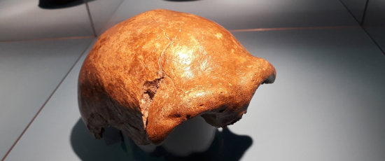 DNA-analys avslöjar den verkliga anledningen till att neandertalarna dog ut