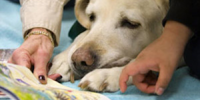 Hundar är lika intelligenta som människor