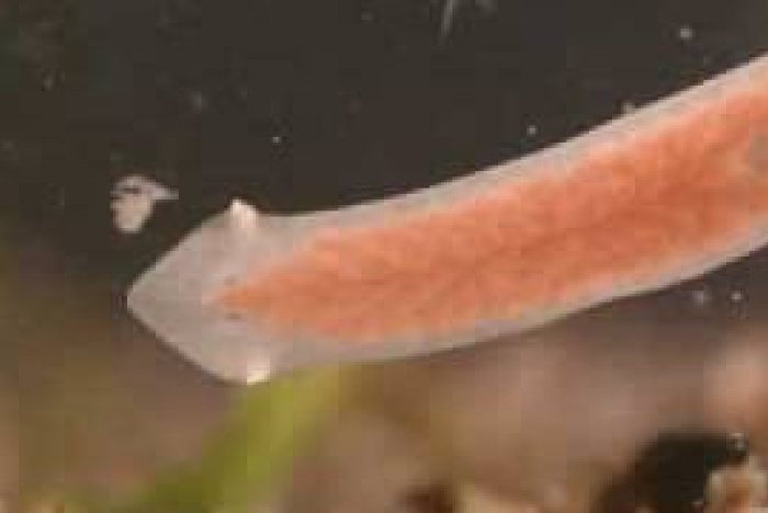 Idé nr. 52 till gymnasiearbete i Biologi: Studera planaria