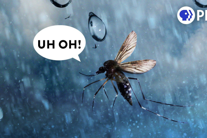 Hur kan insekter flyga i regn?