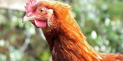 Du är ingen hönshjärna, och nu vet vi varför.