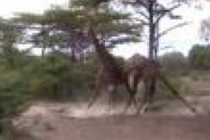 Giraffer som fajtas