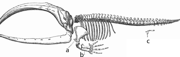 Bevis för evolutionen