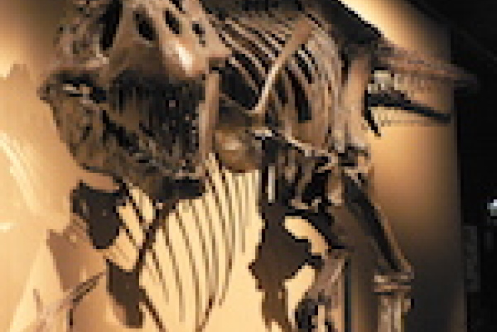 Protein från Tyrannosaurus rex bekräftar släktskapet mellan fåglar och dinosaurier