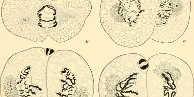 Instuderingsfrågor i Biologi 1: Cellgenetik