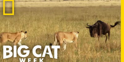 Ett lagarbete: Lejon på jakt