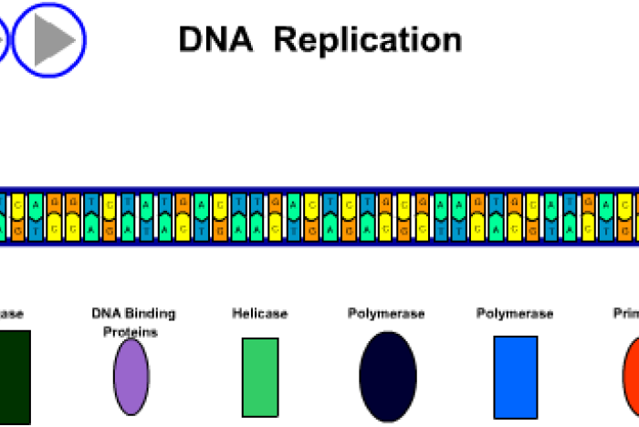 Hur DNA replikeras (kopieras) 2
