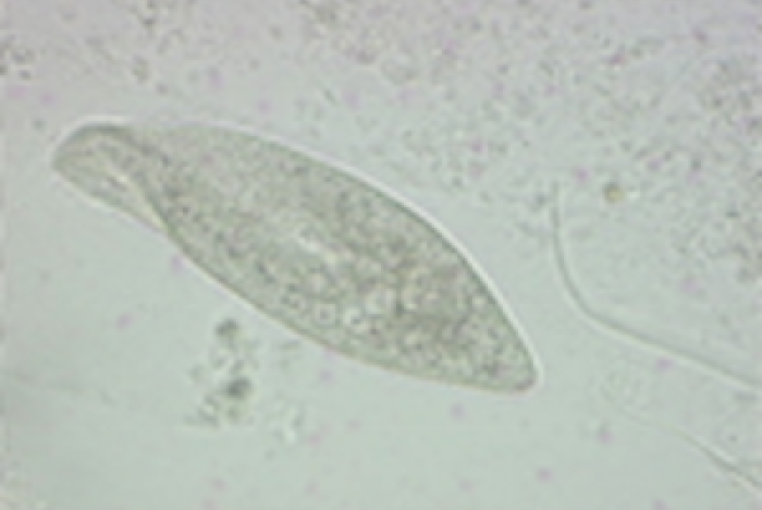 Rörlig Paramecium caudatum