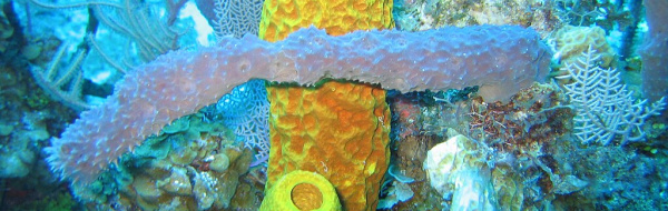 Cirkulation. Transportsystem hos olika djur