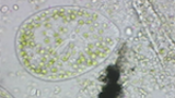 Paramecium bursaria äter