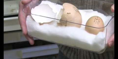 Är det verkligen möjligt med ett ägg i ett ägg?