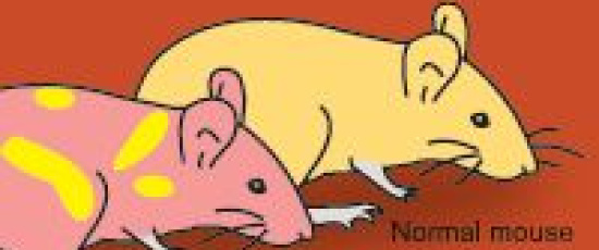 Årets Nobelpris i Fysiologi/Medicin 2007