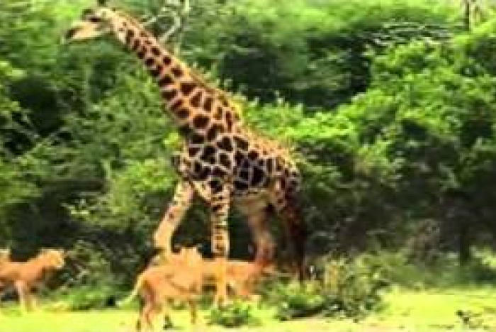 Lejon på giraff-jakt