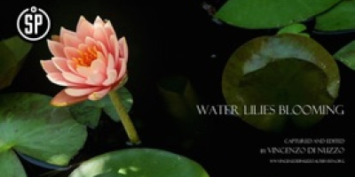 Varför har blommor olika färger?