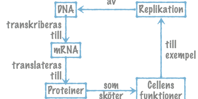 Proteiner syntetiseras av ribosomer med mRNA som mall