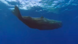 Kaskeloter i södra Stilla havet
