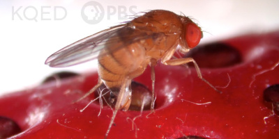 Bananflugans farliga släkting