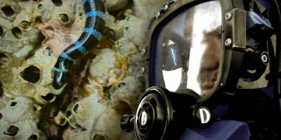 På jakt efter bergsklättrande ormar