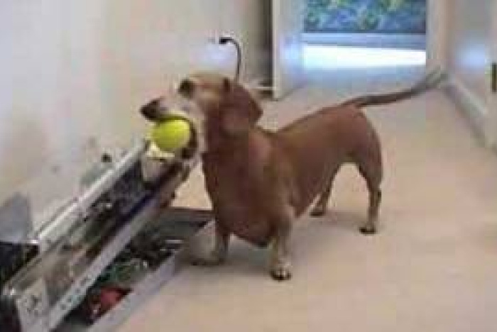 Vad händer när en ingenjör skaffar hund?