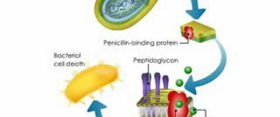 Hur penicillin fungerar