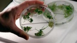 Genetiskt modifierat ris producerar mänskligt blodprotein
