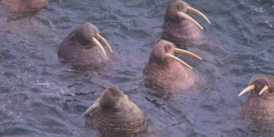 Klarar du att se den här videon utan att gäspa?