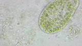 Cilier hos Paramecium bursaria