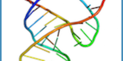 Nyckelbegrepp: RNA-molekylens struktur och funktion 