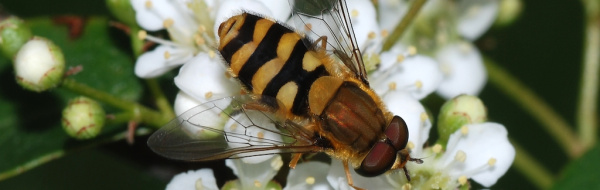 Kunskapsmål och nyckel­begrepp: Etologi och beteende­ekologi