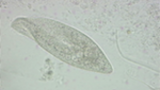 Rörlig Paramecium caudatum