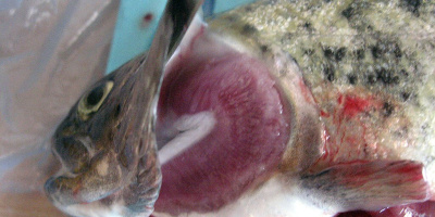 Prov 2003-10-23 i Cellbiologi och Humanfysiologi för Nv3A