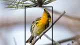 Känner du inte igen fågeln? Merlin bird kan hjälpa dig att identifiera den!