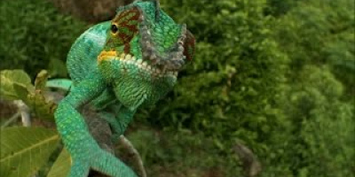 När kameleonter fajtas